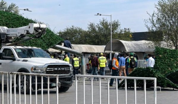 Vientos tiran pino millonario