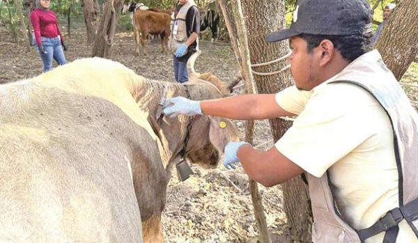 Colapsa exportación ganadera