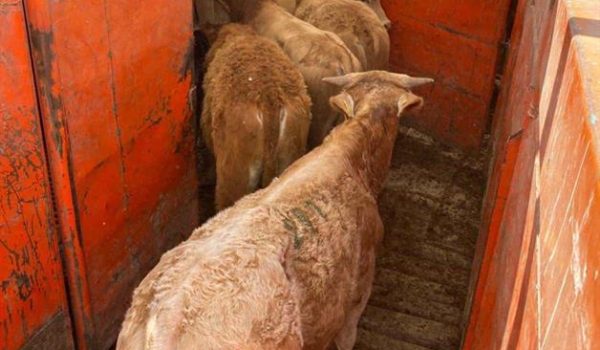 El ganado en Reynosa, sin gusano barrenador