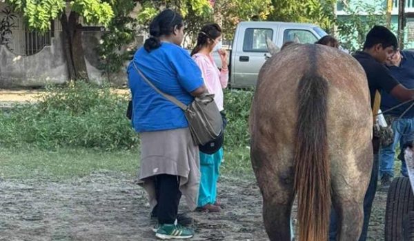 Gusano Barrenador puede afectar a humanos: Salud