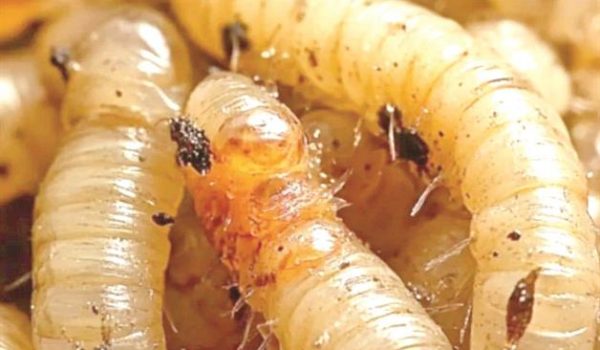 Acecha barrenador a humanos y mascotas