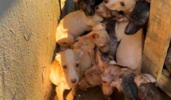 Rescatan 26 canes entre el miedo y abandono