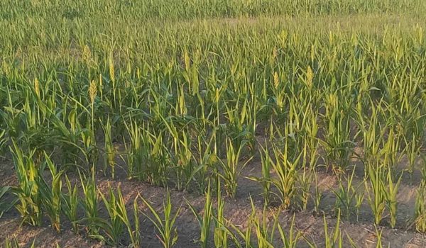 ´Tronadas´, siembras de sorgo por falta de lluvias