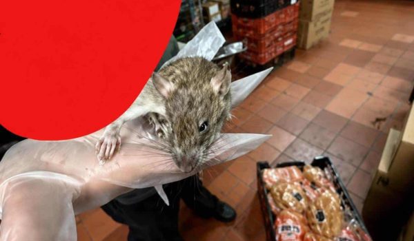 Denuncian invasión de roedores en Carls Jr