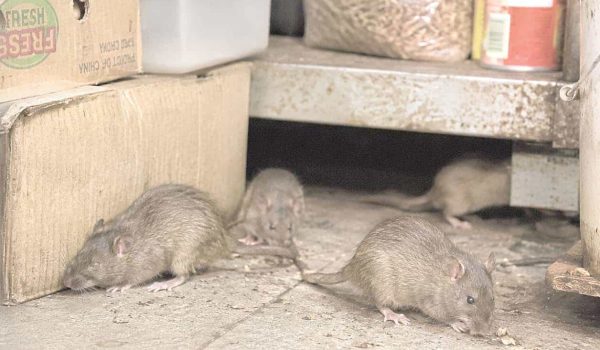 Detectan zonas críticas por presencia de ratas