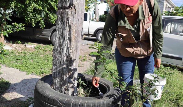 Aceleran fumigaciones ante riesgo de dengue