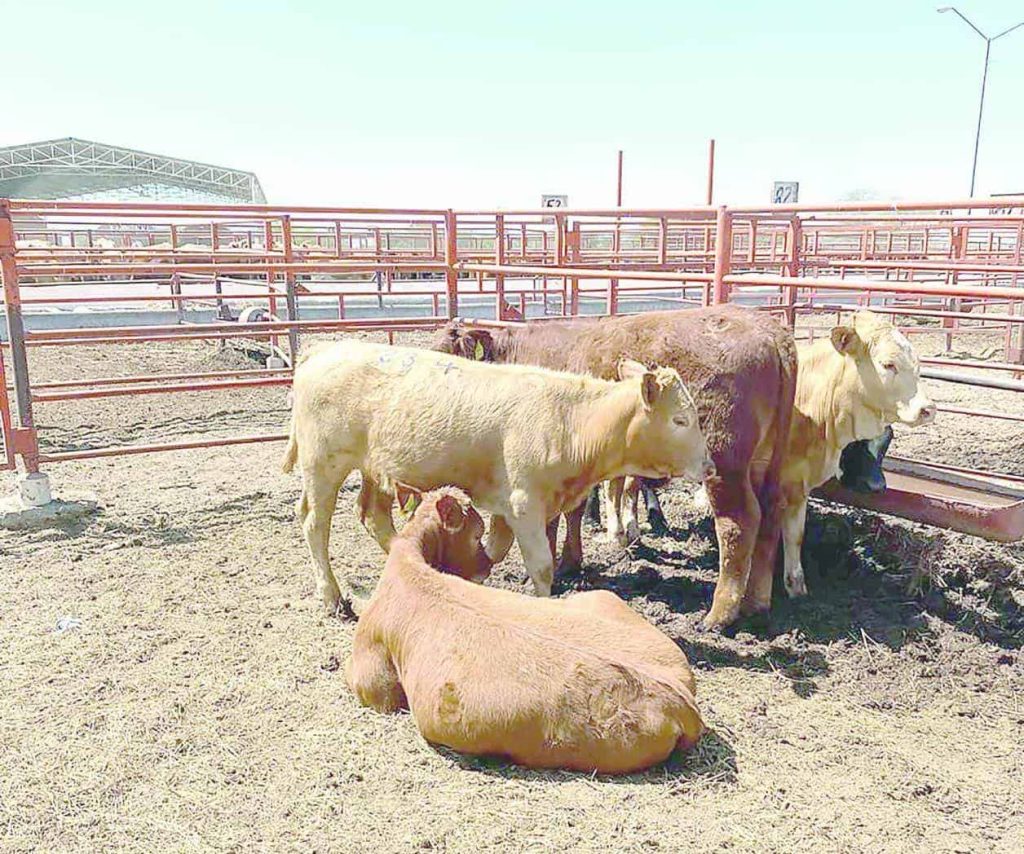Hasta el momento no se han detectado casos en los hatos ganaderos de Reynosa; exhortan a revisar su ganado