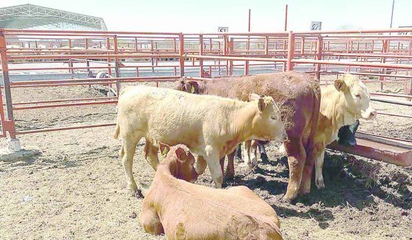 Reynosa sigue libre de gusano barrenador