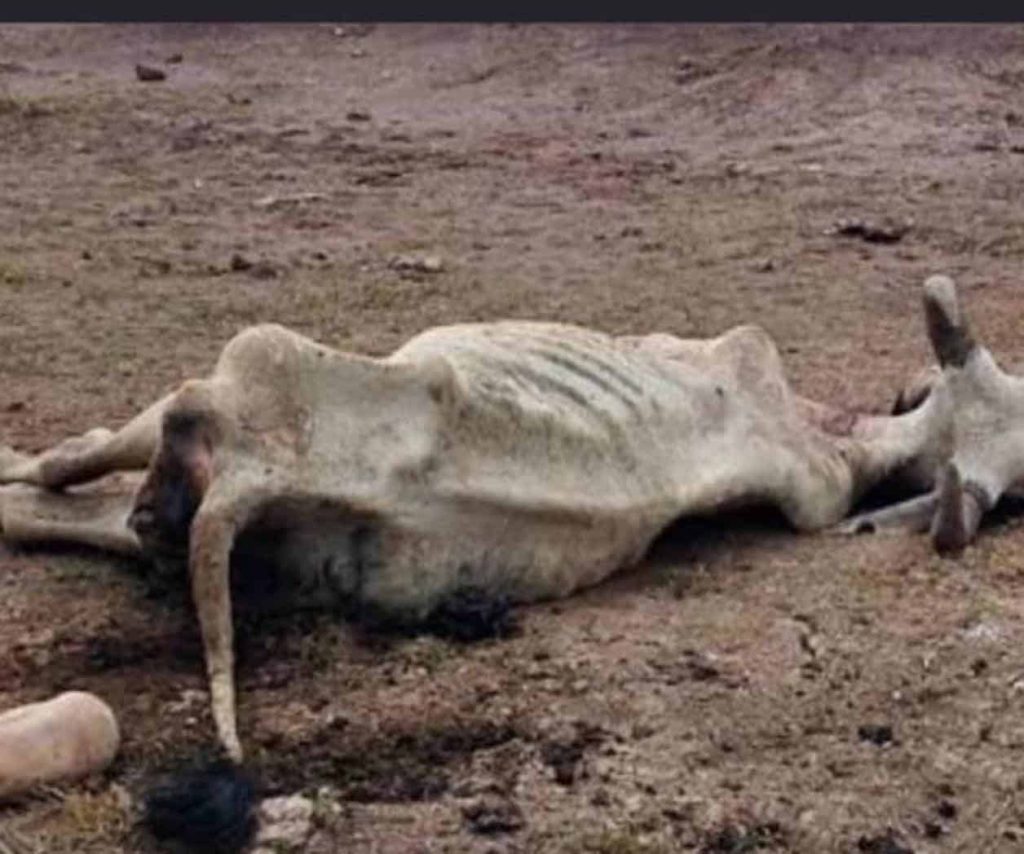 La falta de lluvias redujo la disponibilidad de agua para abrevar al ganado, situación que ocasionó pérdidas tanto en ranchos particulares como en ejidos