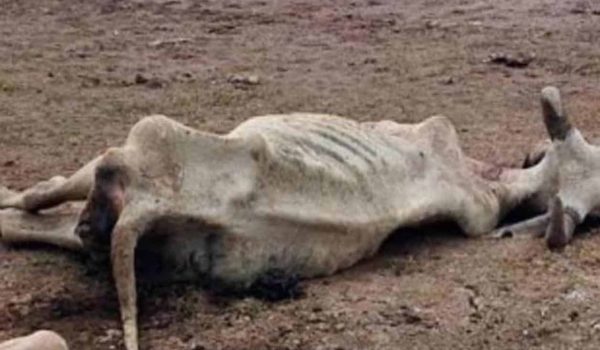 La sequía mata hasta 500 reses en Reynosa